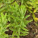 Image result for Erigeron schimperi