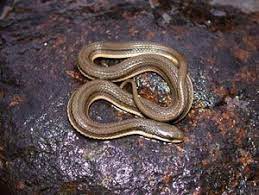 Species Profile Queen Snake Regina Septemvittata Srel Herpetology Snake Mammals Species