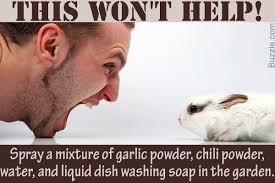 Epsom salt is named after the english town in which it was discovered, where it bubbled up in epsom salt can pretty much be found at any drugstore and is very affordable. Homemade Rabbit Repellents That Are Stunningly Effective Gardenerdy
