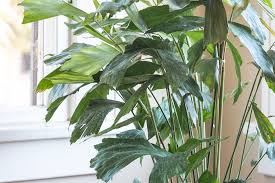 Image result for Caryota