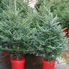 Un brad natural in ghiveci este cea mai buna varianta pentru a simti cu iti punem la dispozitie un sortiment impresionant de brazi de craciun de vanzare, brazi in ghiveci la cel mai avantajos pret, cu livrare la domiciliu. Brazi In Ghiveci Plantare Transport Si Intretinere