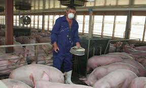 Drept urmare, pesta porcină nu crează niciun dezechilibru economic în cazul procesatorilor. Peste 500 De Focare In Romania Ce InseamnÄƒ Pesta PorcinÄƒ AfricanÄƒ È™i Ce Trebuie SÄƒ È™tii Capital