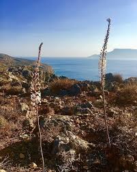 Our designers will create something truly magnificent and luxurious, specifically for them. Crete Flowers There Are Many Beautiful Flowers To Be Found In Crete