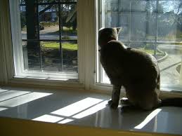 Maybe you would like to learn more about one of these? The London Cat Sitting Company Cat Sitters In London London Cat Sitting Service With Dbs Checked Cat Sitters House Sitters Surrey Established 2006