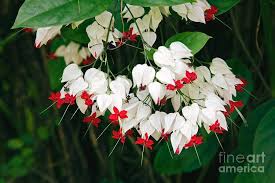 Image result for Clerodendrum thomsoniae