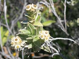 Image result for Helichrysum keilii