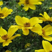 Image result for Bidens grantii