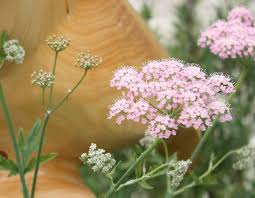 Image result for Pimpinella