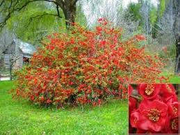 Image result for Chaenomeles