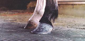 See who is a fan of clubfoot. Club Foot Equine Orthopedics