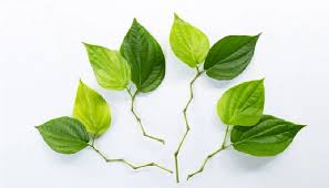 Daun pandan bisa digunakan sebagai alternatif saat penderita demam bosan dengan teh atau air jahe. Bikin Badan Sehat Luar Dalam Inilah Aneka Manfaat Daun Sirih Islampos