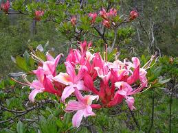 Rhododendron Azalea Rhododendron Occidentale Western Azalea Photo By Jenny Moore Azaleas Rhododendron Wild Flowers