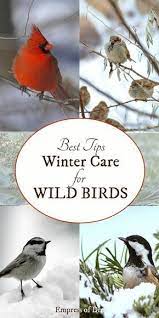 Love Birds Find Out How To Keep Them Coming Back To Your Garden All Winter Long Backyard Birds Sanctuary Birds Bees Butterflies Backyard Birds Watching