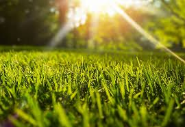 Sunrise community link is a community resource centre located in south east calgary. Wichita Lawn Care And Landscaping Service Reddi
