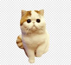 Today ragdolls are the fifth most popular breed registered by. Exotic Shorthair Ragdoll British Shorthair Himalayan Cat Snoopy Meng Pet Cat Cat Like Mammal Animals Png Pngegg