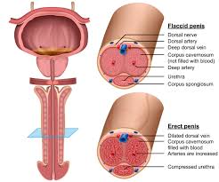 Image result for penis