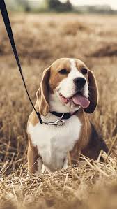 The size limit for any one dog shall be 80 pounds. Termsandconditions Small Luxury Hotels Of The World