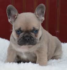 This is to keep the eyes and ears safe as i am looking through his photos my attention is caught by his gorgeous eyes. For Sale Peanut French Bulldog Blue Fawn Puppy Boy With Blue Eyes Serious Inquiries To Vanilla French Bulldog Puppies French Bulldog Blue Fawn French Bulldog