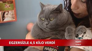Obez Kedi Santi Pilatesle Zayifliyor Youtube