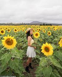 Some pick your own flowers tips and information: Freedomroo Inside Victoria S Largest Sunflower Field Pick Your Own Sunflowers In Dunnstown Australiannewsreview