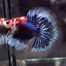 Live Betta Fish Fancy Red Blue Koi Halfmoon Hm Male 408 Betta Fish Betta Blue Koi