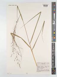 Image result for Eragrostis gangetica