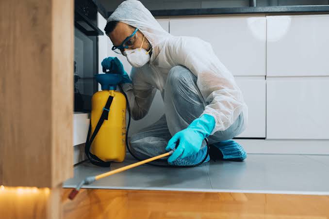 Specialist applying gel treatment for German roaches in Greenwich kitchen