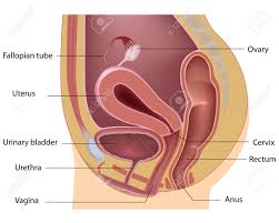 This diagram depicts picture of female reproductive system diagram 1024×1204 with parts and labels. Female Reproductive System Median Section Royalty Free Cliparts Vectors And Stock Illustration Image 17588321