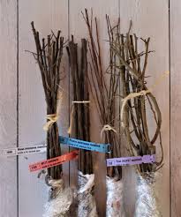 Maybe you would like to learn more about one of these? How To Graft Fruit Trees