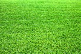 15 Conseils Pour Entretenir Une Pelouse Ecologique Pelouse Et Jardin Pelouse Tonte De Pelouse