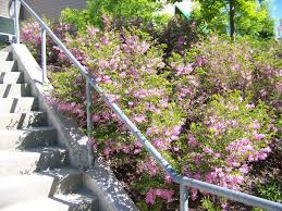 Image result for Indigofera kirkii