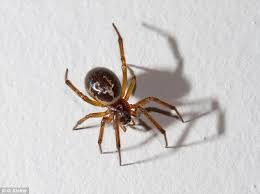 I see tones of brown recluses they like to keep around. False Black Widow Spider Numbers On The Rise After Warm Weather In September Daily Mail Online