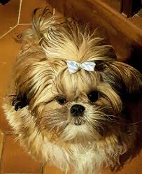 Shih Tzu Reeses 7 Tiny Puppies Baby Dogs Shih Tzu