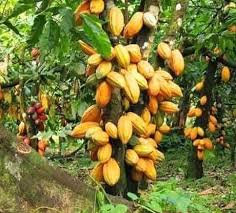 Cool Agriculture Agriculture Farm Farming Farmlife Farmer Agriculture Job Ideas Of Agriculture Job Agric Growing Fruit Trees Fruit Plants Cacao Fruit