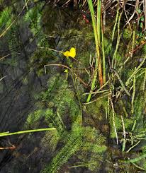 Image result for Utricularia inflexa