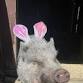Eggstravaganza at The Zoo in Forest Park