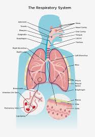 respiratory system the lung association