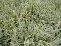 Image result for Arundo donax