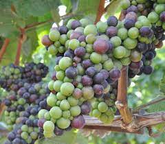 We did not find results for: Don T Be Timid When Pruning Grapes Osu Extension Service