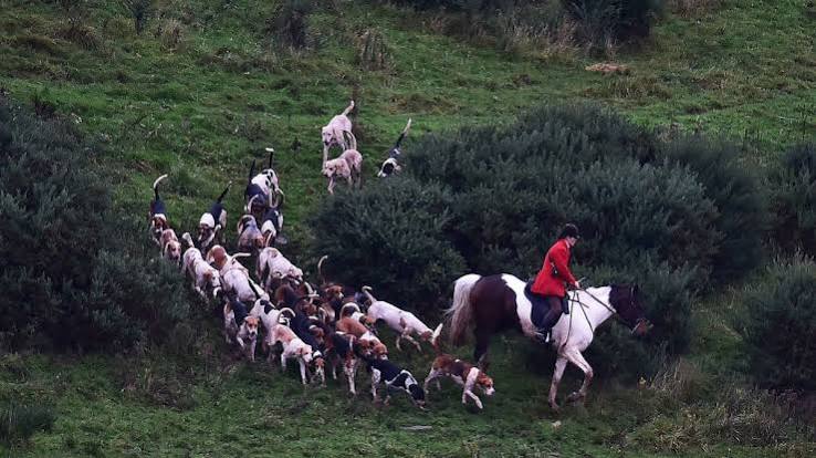 Fox hunting makes shock comeback in Scotland amid fears toffs exploiting 'loophole' in ban - Daily Record