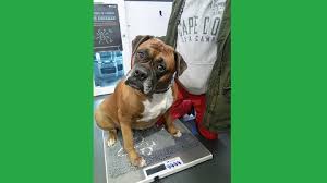 Maybe you would like to learn more about one of these? Tri County Mobile Vet Clinic Home