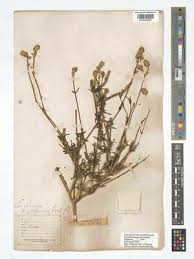 Image result for Centemopsis