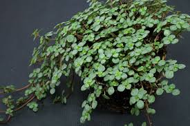 Considered a tender, herbaceous, evergreen perennial, only those who live in the warmest regions can grow it as an outdoor plant. Pilea Glauca Libanensis Artillery Plant