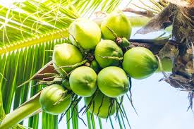 The only species of the genus is cocos. Importance Of Coconut In Our Life Steemit