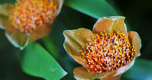 Image result for Scadoxus membranaceus