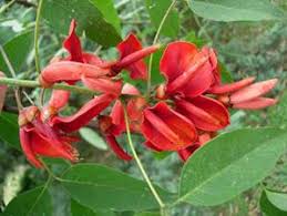 Resultado de imagen para simbolos patrios uruguayos