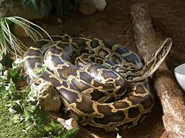 Top 5 Snakes That Are Non Poisonous Allrefer
