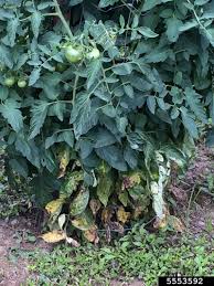 Image result for tomato seedling early blight