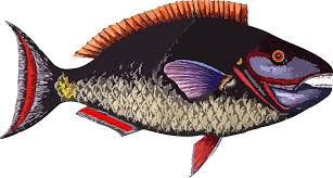 Download Perch Bony Fish Seafood Png Clipart Royalty Free Svg Png