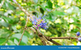 Image result for Memecylon myrianthum